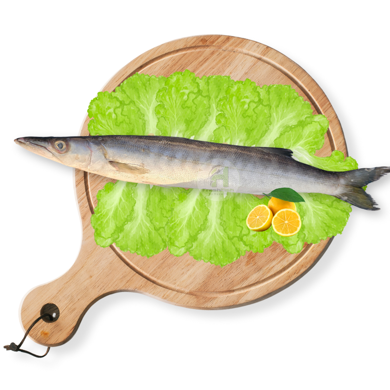 Pickhandle Barracuda (Safaid Kund)