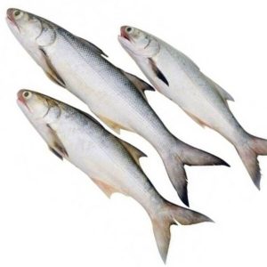 Indian Salmon (Rawans)