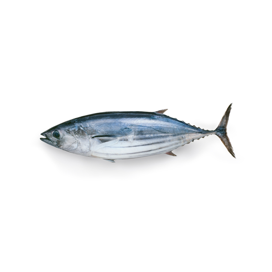 Tuna (Dawan)