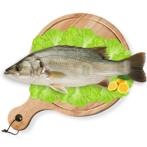 Barramundi (Daangri)