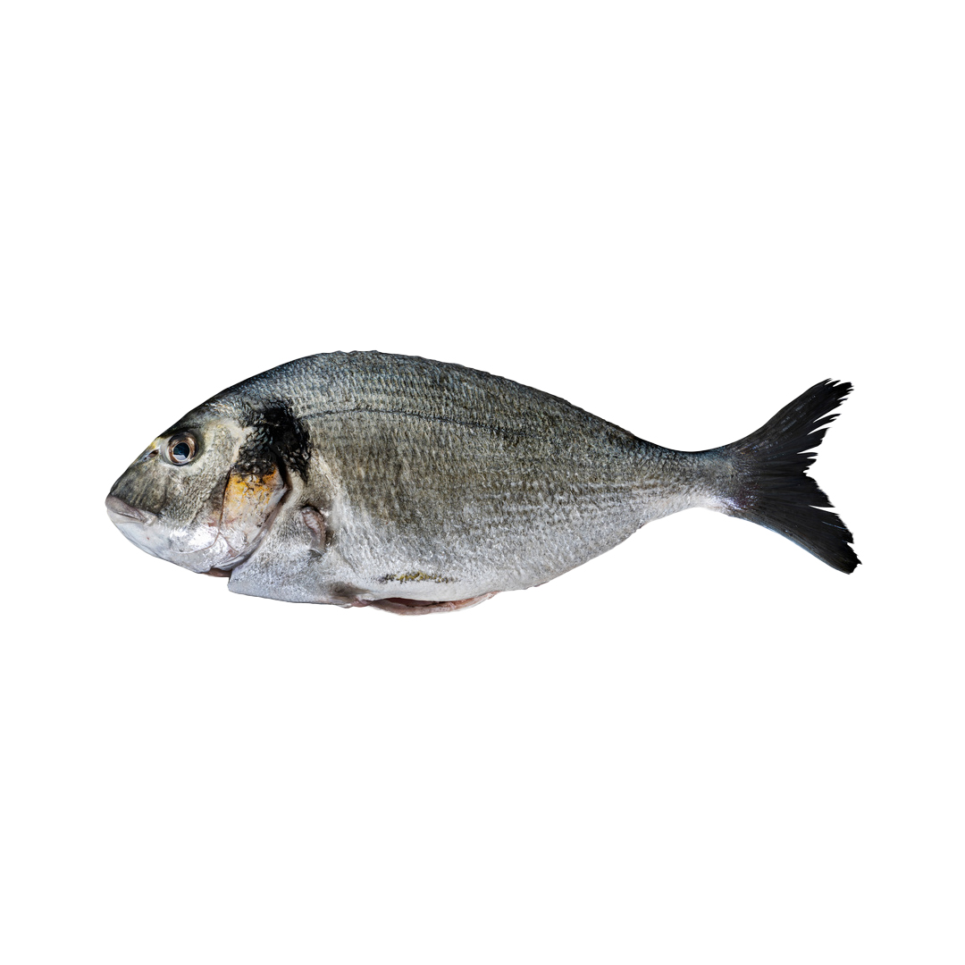 Seabream (Safaid Dandia)