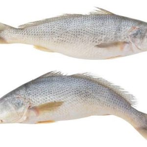 Croaker (Mushka)