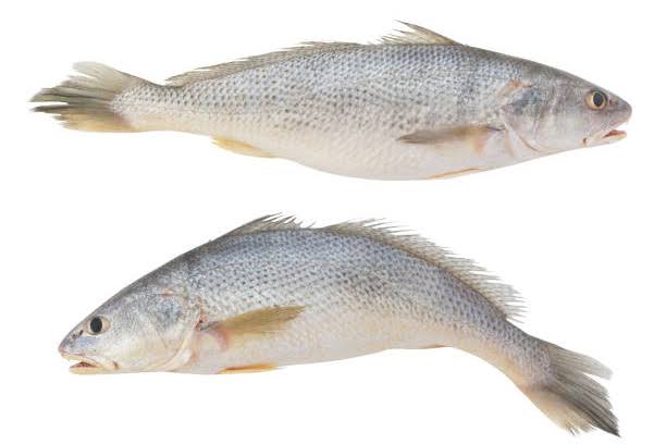 Croaker (Mushka)