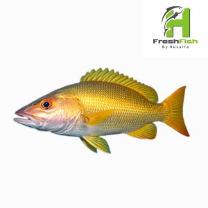 Golden Snapper (Heera)
